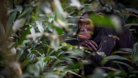 Adult chimpanzee looks at the viewer from among foliage in Kibale Forest Uganda