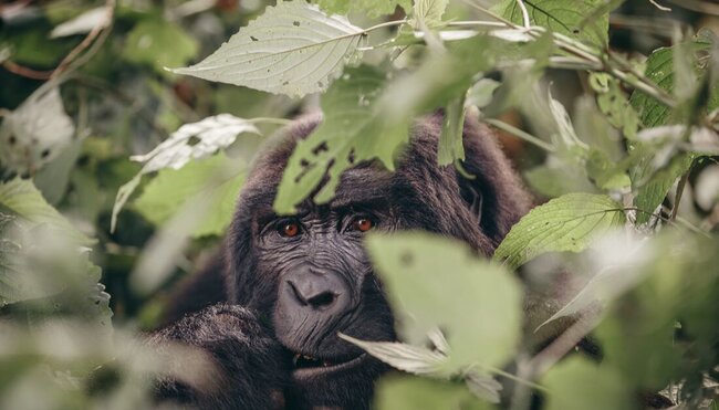 Gorilla in the Bwindi Impenetrable Forest, Uganda