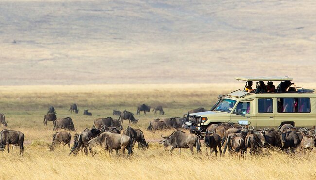 Serengeti game drive