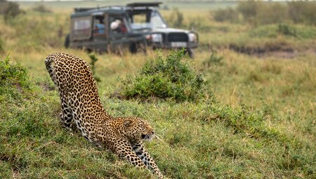 Leopard stretches luxuriously in Masai Mara National Reserve