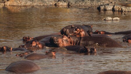 Hippos in Serengeti National Park