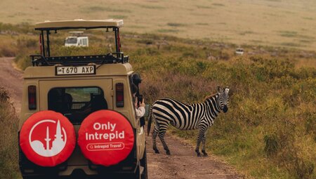 Zebra crossing in Ngorongoro Crater