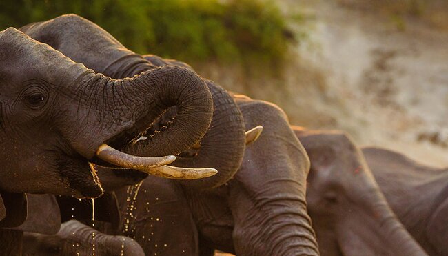 Elephants getting a drink in Chobe National Park, Botswana.