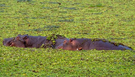 Two hippos swimming amongst water cabbage in South Luangwa, Zambia.