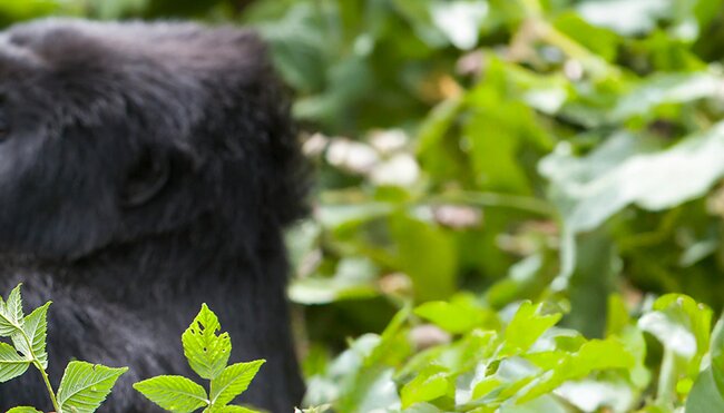 Gorillas, Game Parks & Beaches - 1