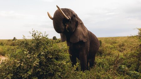 60 year old elephant spotted grazing on safari in Serengeti National Park