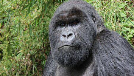 Have an experience of a lifetime in Rwanda spending time with the Mountain Gorillas in Rwanda