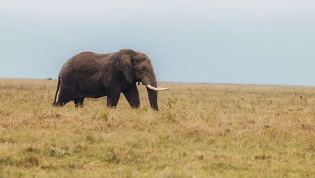 Elephant crossing the plains of Ngorongoro Crater