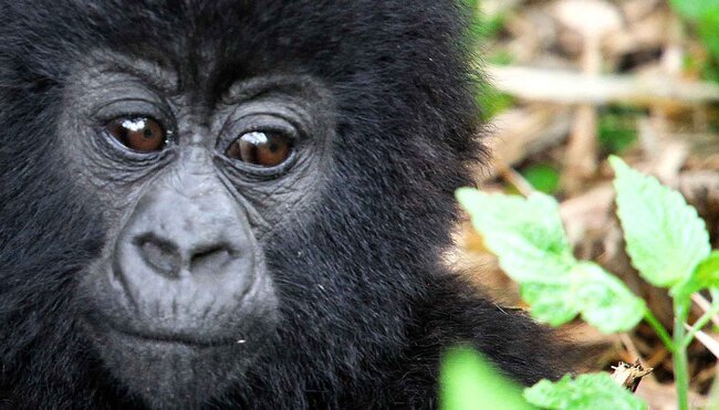Uganda Gorilla baby