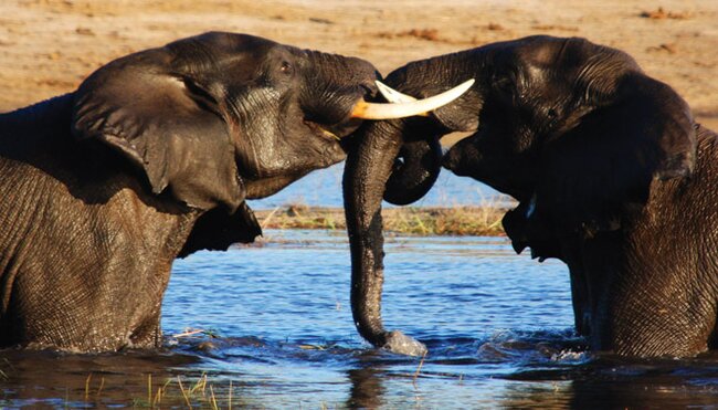 Elephants, Chobe National Park