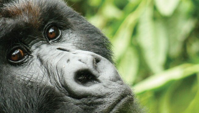 Close up of a Gorilla, Rwanda