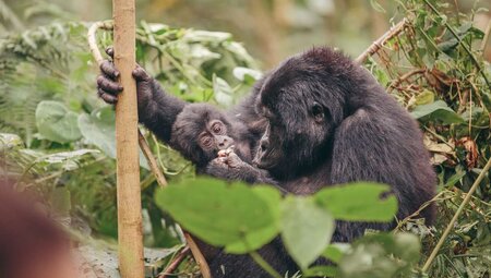 Uganda Gorilla Trekking