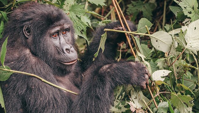 Gorillas & Game Parks - 1