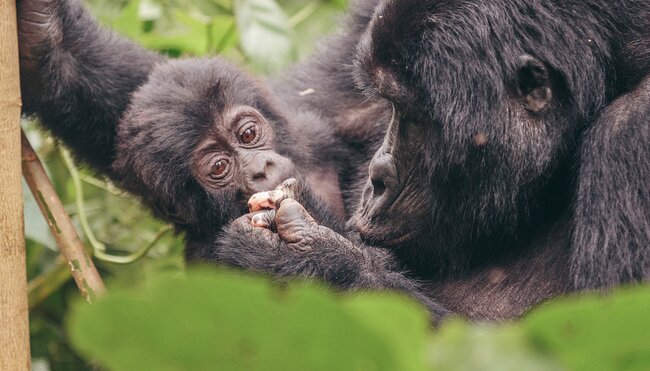 Journey through the heart of East Africa and be amazed by the astounding diversity in Kenya, Tanzania & Uganda