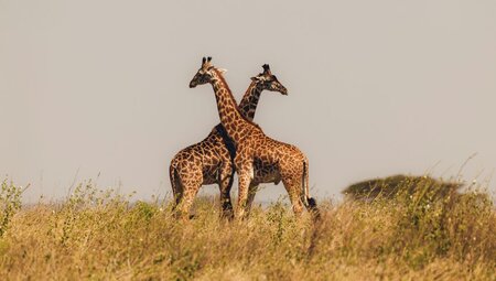 Giraffe pair in Serengeti National Park