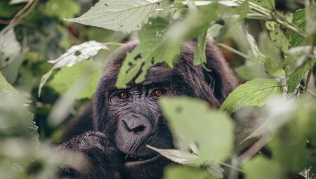 The majestic mountain gorillas of Uganda