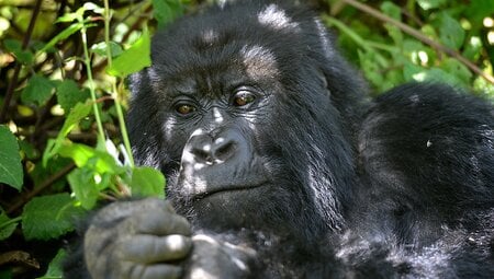 Get up close to the mountain gorillas of Uganda