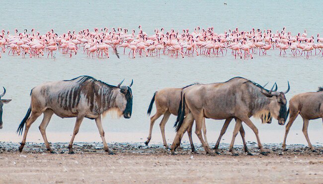 Best of East Africa - 1