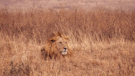 Male lion Serengeti