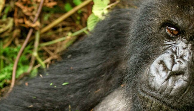 Rwanda Gorilla Adult Jungle
