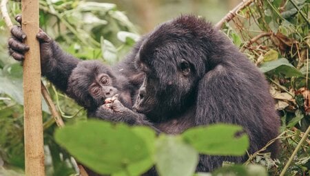 Uganda gorilla trekking