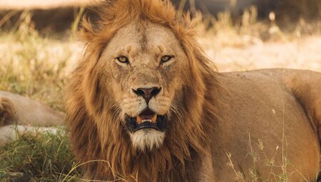 Close spotting of a male lion in Ngorongoro Crater