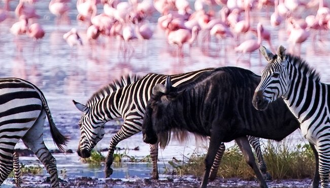 Zebras and a wildebeest walking along the shore of Lake Magadi