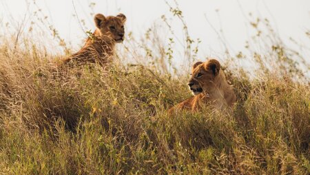 Lion cubs on the Serengeti
