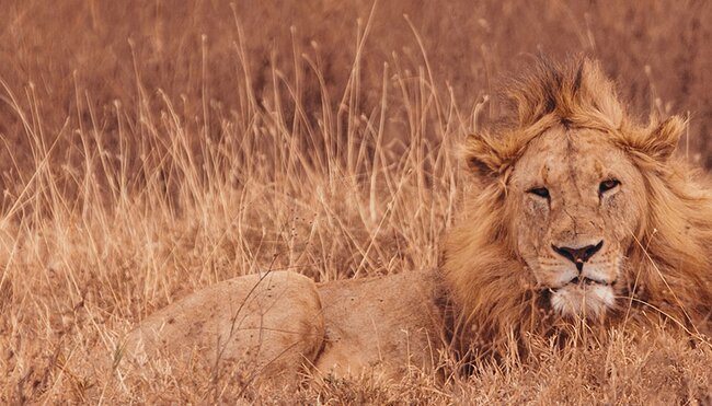 A maned lion lounging in the Serengeti