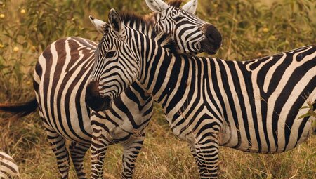 Zebras on the plains of Ngorongoro Crater