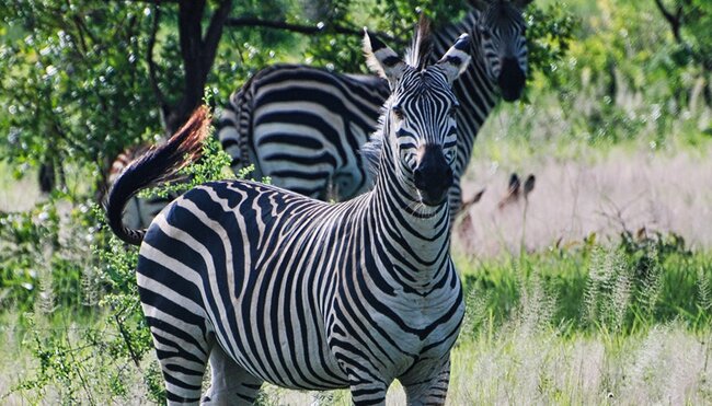 Stone Town to Vic Falls - 1