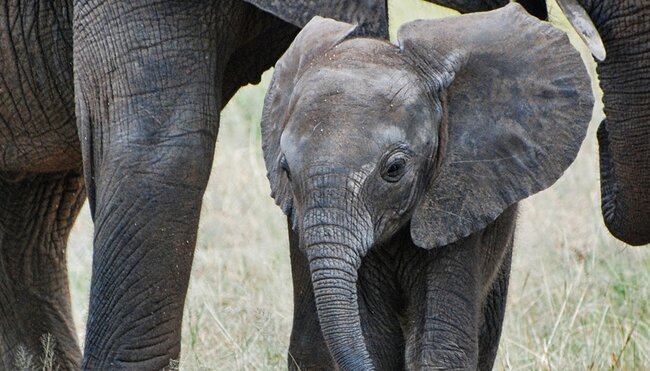 Vic Falls to Stone Town - 1