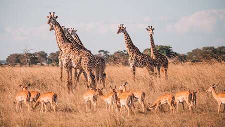 Giraffes and impalas stand in long golden grass of Mikumi National Park