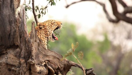 Leopards sits in tree and yawns in South Luangwa National Park