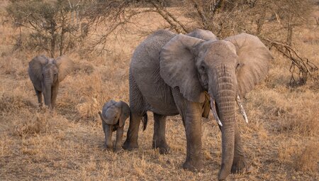 tanzania serengeti elephant with young