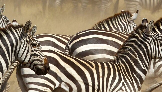 Tanzania Serengeti Zebras