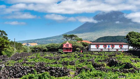 View of vineyards on Pico Island, Azores, Portugal