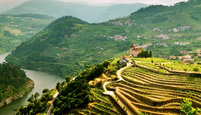 Vineyard in Porto, Portugal