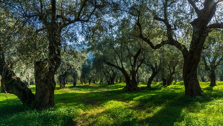 Some of the oldest olive groves on Earth and the largest contiual grove in Greece near Delphi