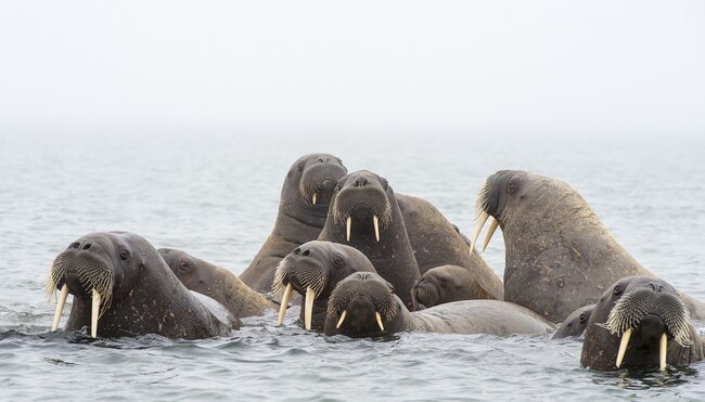 Svalbard Explorer: Best of High Arctic Norway