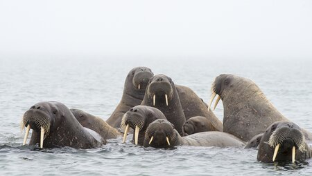 Svalbard Explorer: Best of High Arctic Norway