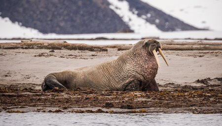 Svalbard Explorer: Best of High Arctic Norway in Depth