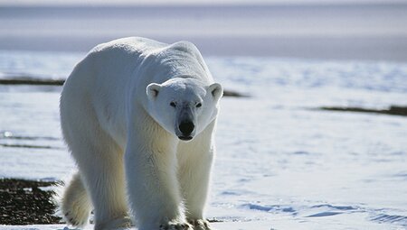 Spitsbergen, East Greenland and Iceland - Southbound