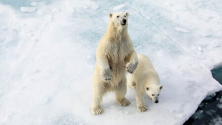 Ultimate Arctic Voyage: From Svalbard to Jan Mayen to Iceland