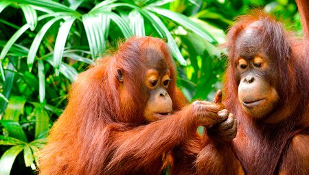 Indonesia Expedition: Orangutans of Kalimantan 