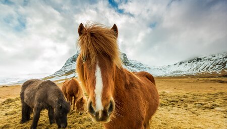One Week Camping in Iceland