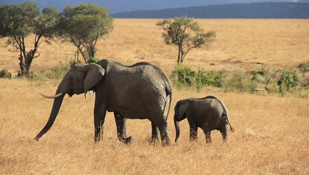 Kenya and Tanzania Family Safari 