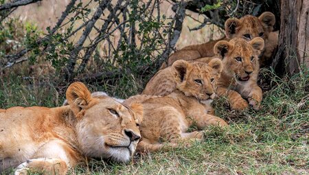 Kenya and Tanzania Family Safari 