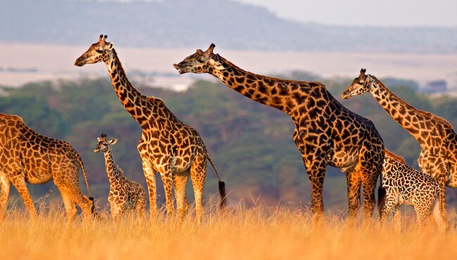 The Masai Heartlands