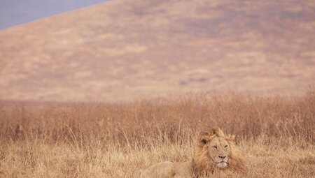 The Masai Heartlands